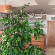 CAFE Pitkovice