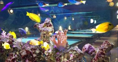 YELLOW FISH Billiard club & coctail bar