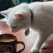 CoffeeCat