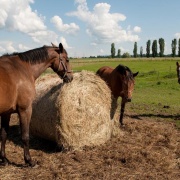 Farma Ptýrov