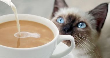 CoffeeCat