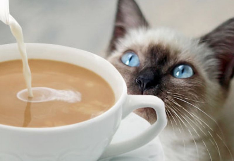 CoffeeCat
